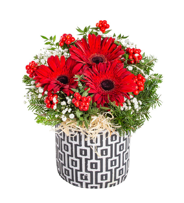 Desenli Saksıda Kokina Gerbera Aranjmanı