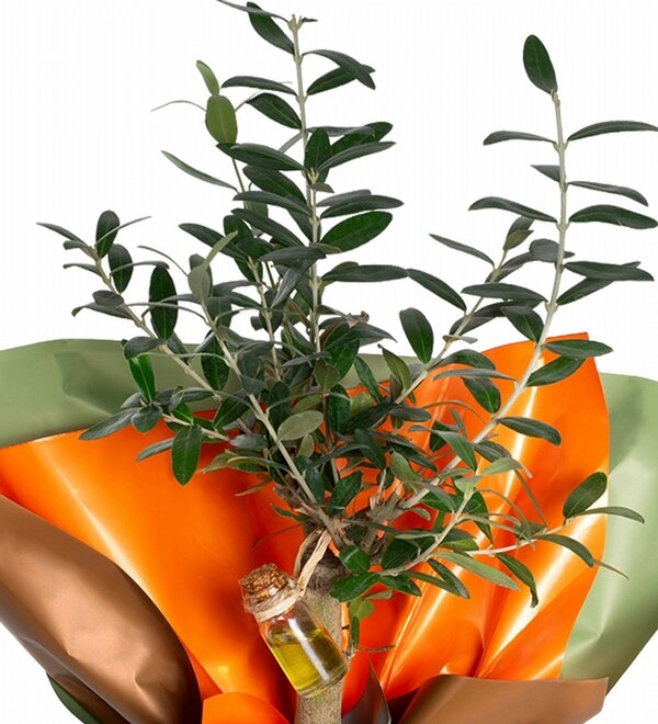 Turuncu Kağıtlı Dekoratif Zeytin Ağacı