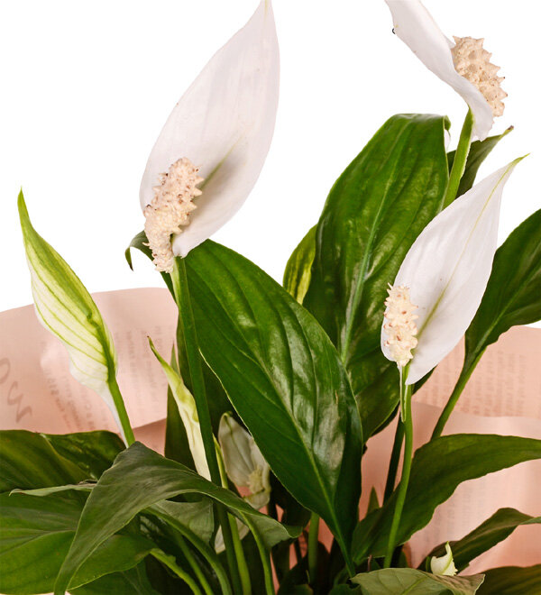 Spathiphylium Barış Çiçeği