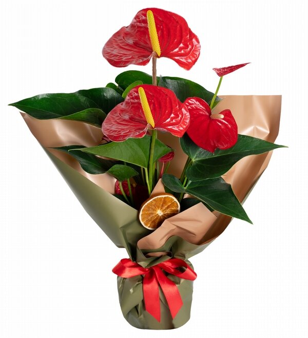 Sedefli Ambalajlı Antoryum Çiçeği