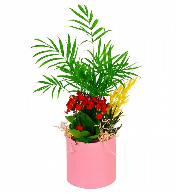 Pembe Saksıda Şamadora ve Kırmızı Kalanşo