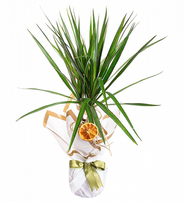 Dracaena Marginata Salon Bitkisi