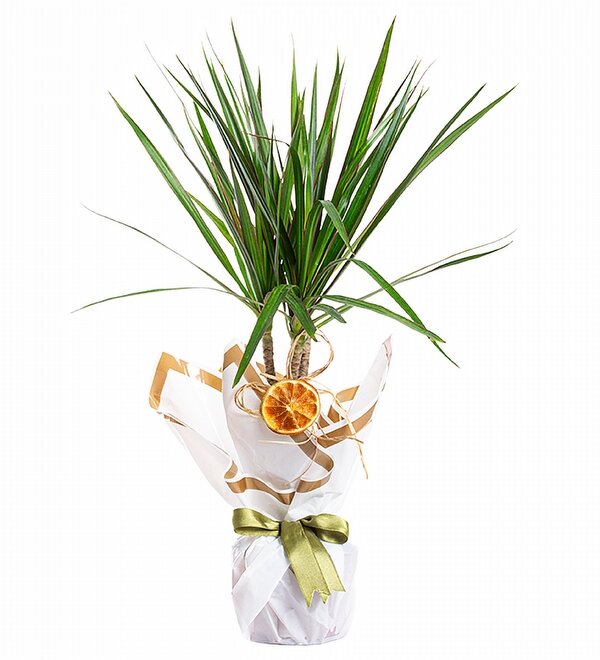 Dracaena Marginata Salon Bitkisi