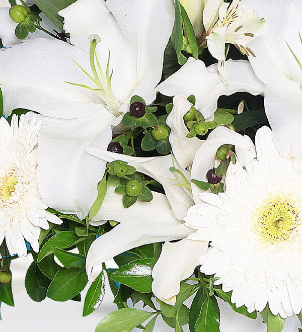 Saksıda Beyaz Lilyum ve Gerbera