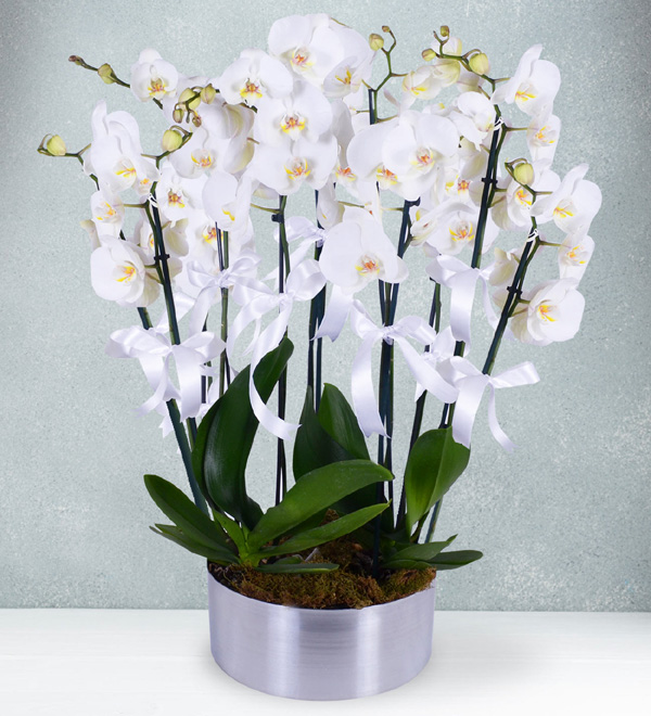 10 Dall Beyaz Orkide Aranjman