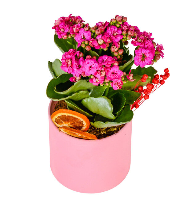 Pembe Saksıda Kalanşo