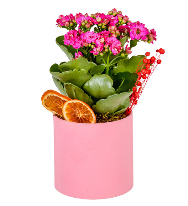 Pembe Saksıda Kalanşo