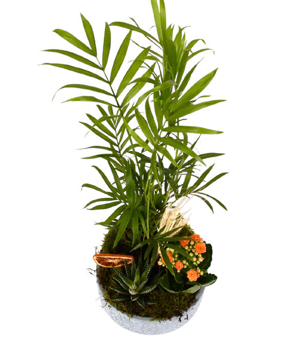 Botanik Bahçesi Haworthia Şamadora ve Kalanşolar
