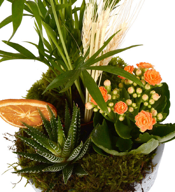 Botanik Bahçesi Haworthia Şamadora ve Kalanşolar