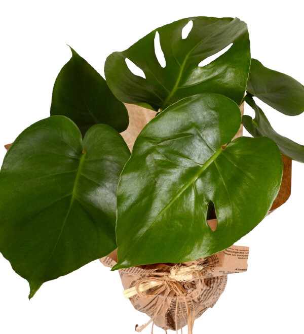 Monstera Deve Tabanı Bitkisi
