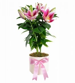 Saksıda Topraklı Pembe Lilyum