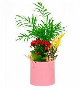 Pembe Saksıda Şamadora ve Kırmızı Kalanşo