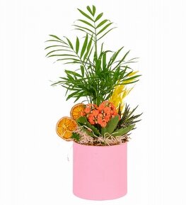 Pembe Saksıda Şamadora Kalanşo Çiçeği ve Haworthia