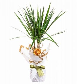 Dracaena Marginata Salon Bitkisi