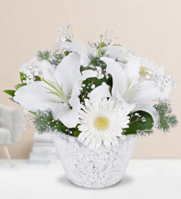 Beyaz Lilyum ve Beyaz Gerbera
