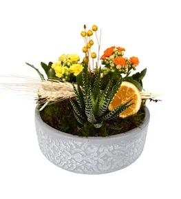Desenli Beton Saksıda Kalanşo ve Haworthia