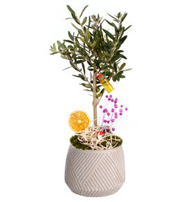 Saksıda Bonsai Zeytin Ağacı