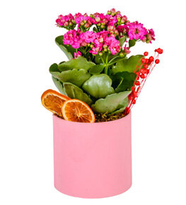 Pembe Saksıda Kalanşo
