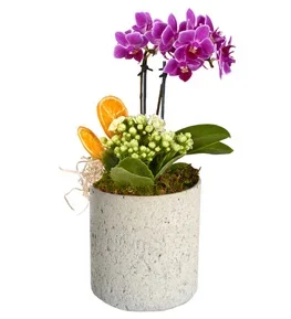 Beton Saksıda Mini Orkide Kalanşo
