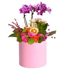 Pembe Saksıda Mini Orkide Gül Kalanşo
