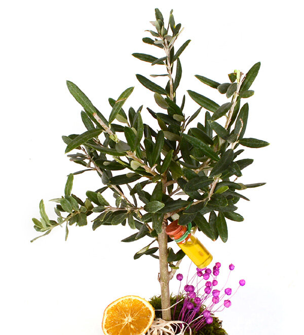 Desenli Saksda Bonsai Zeytin Aac