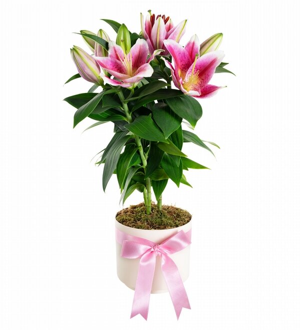 Saks�da Toprakl� Pembe Lilyum