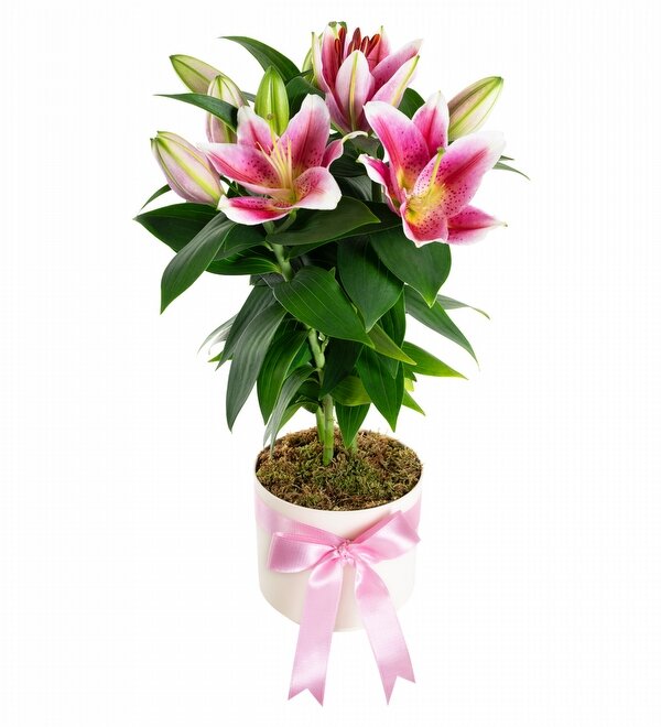 Saks�da Toprakl� Pembe Lilyum