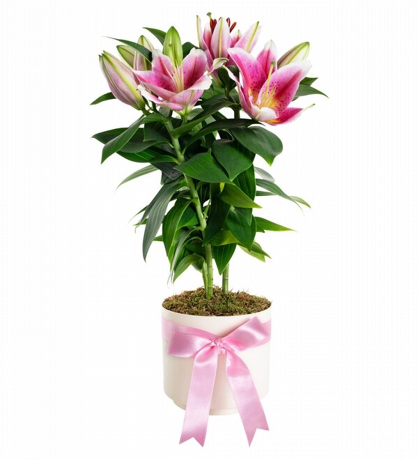 Saks�da Toprakl� Pembe Lilyum