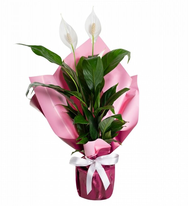 Pembe Ambalaj Ka��tl� Bar�� �i�e�i