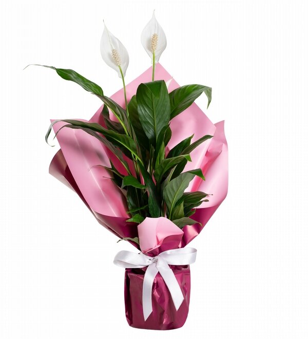 Pembe Ambalaj Ka��tl� Bar�� �i�e�i