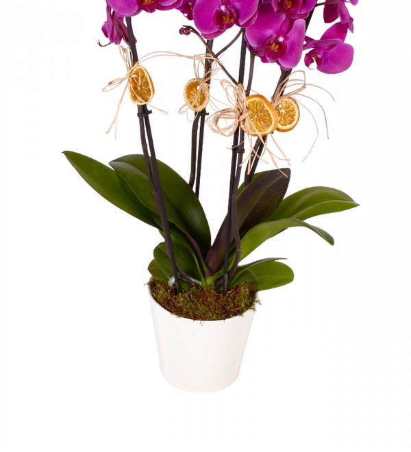 Saksda 4 Mor Orkide