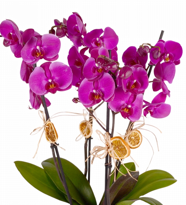 Saksda 4 Mor Orkide