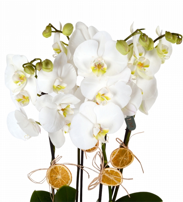 Saksda 4 Beyaz Orkide