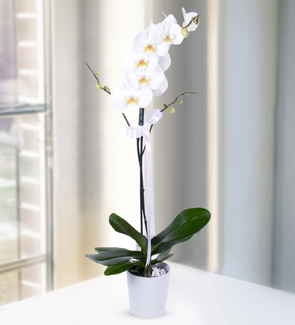 Beyaz Orkide (Seramikte)