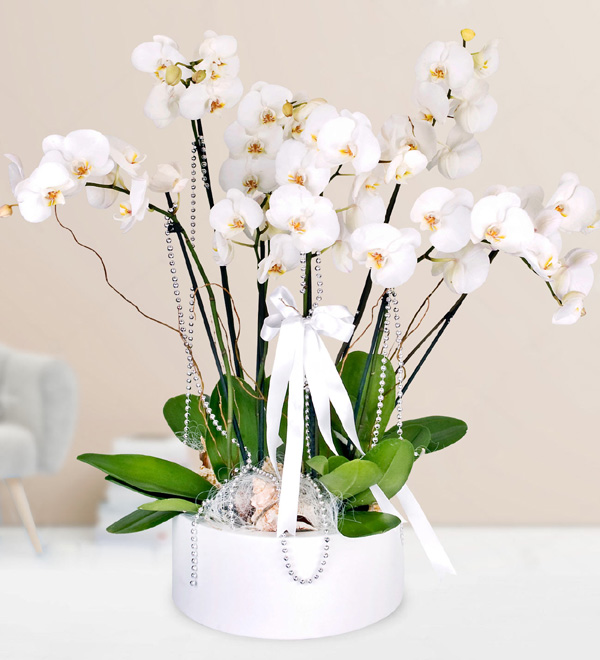 6 Beyaz Orkide (Metal Saksıda)