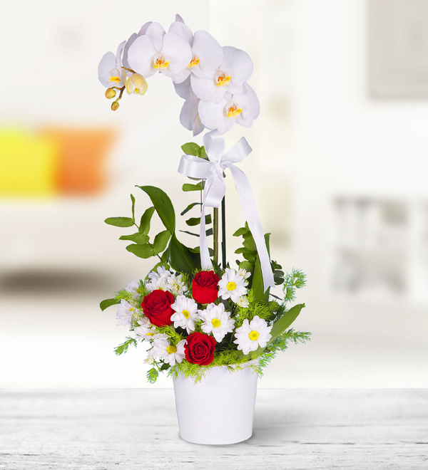 Beyaz Orkide Aranjman