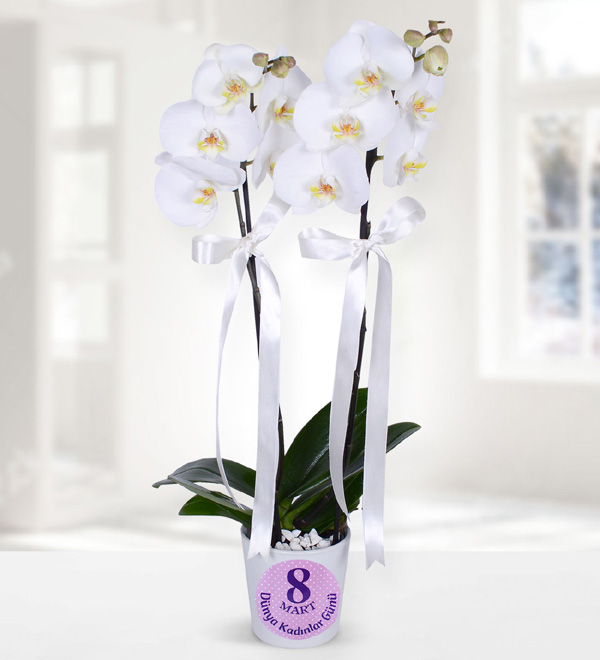 Beyaz Orkide Vazosu