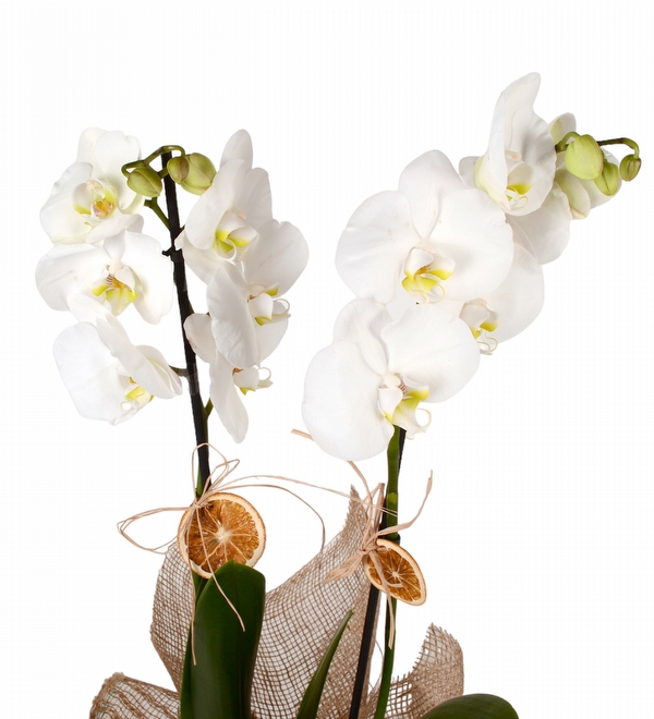 Konik Camda Beyaz Orkide