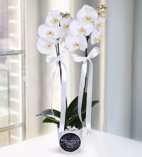 Öğretmenler Gününüz Kutlu Olsun Beyaz Orkide