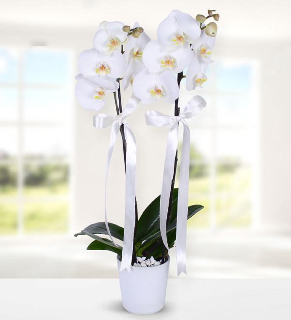 Asaletli Beyaz Orkide