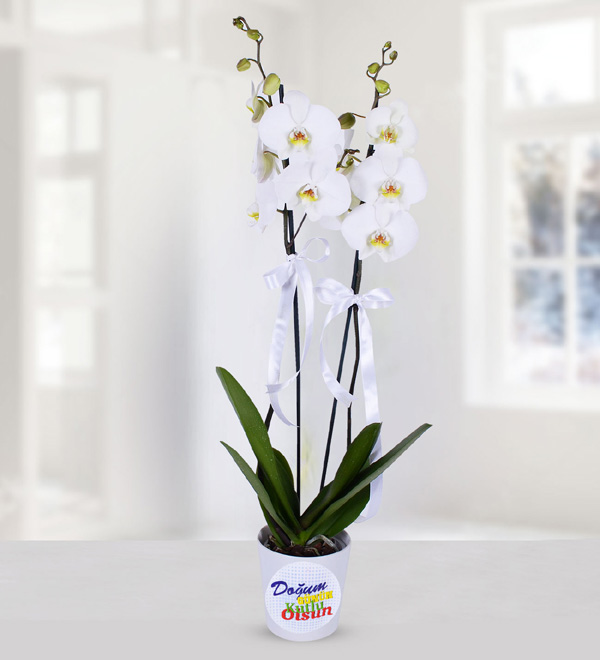 Beyaz Çift Dallı Zarif Doğum Günü Orkidesi