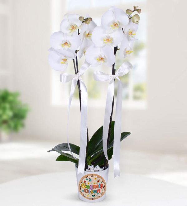 Beyaz ift Dall Gemi Olsun Orkidesi