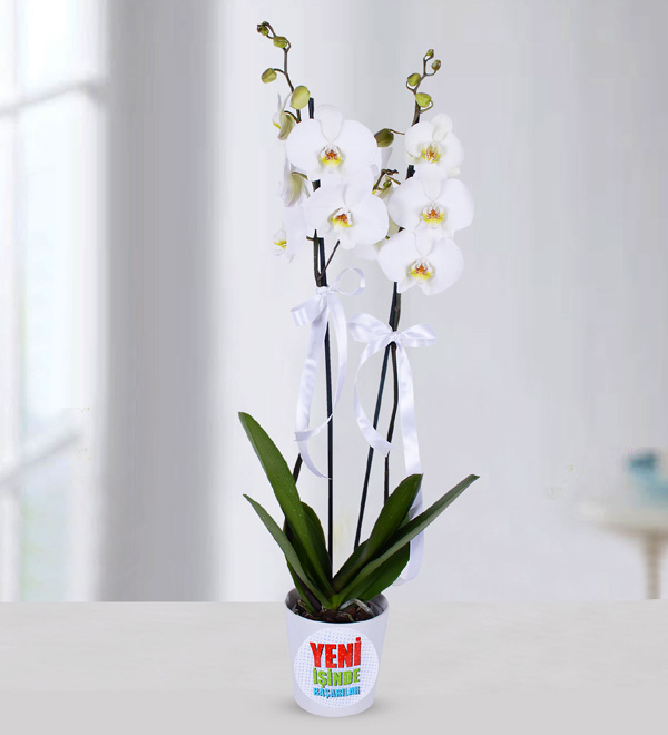 Beyaz Çift Dallı Yeni İş Orkidesi