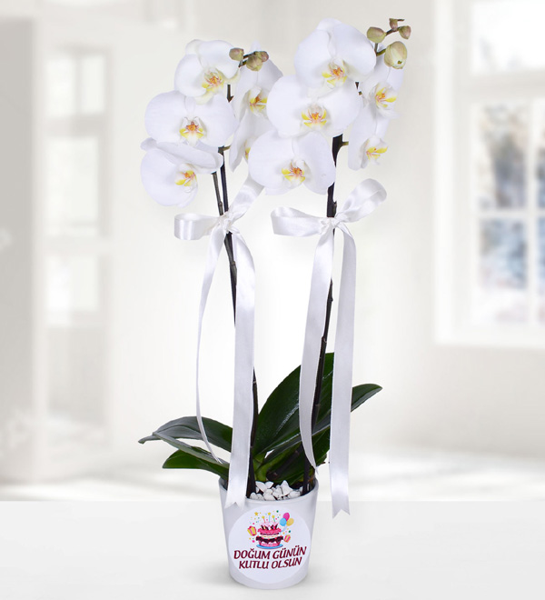 Doum Gn Temal Beyaz Orkide