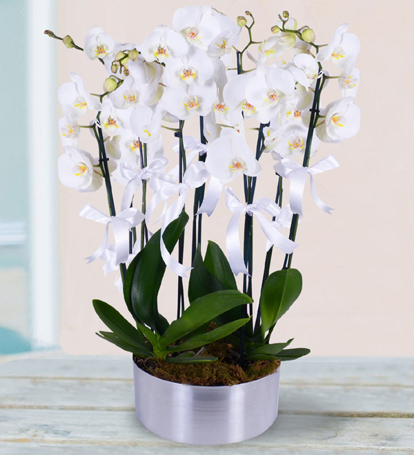 8 Dallı Beyaz Orkide Aranjmanı