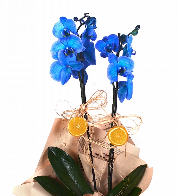 Mavi Orkide 2 Dall