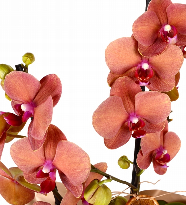Multicolor Ate Orkide