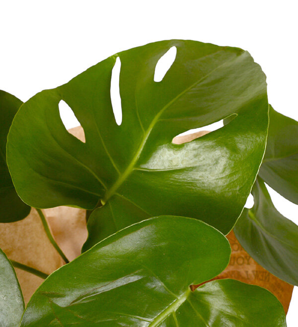 Monstera Deve Taban Bitkisi