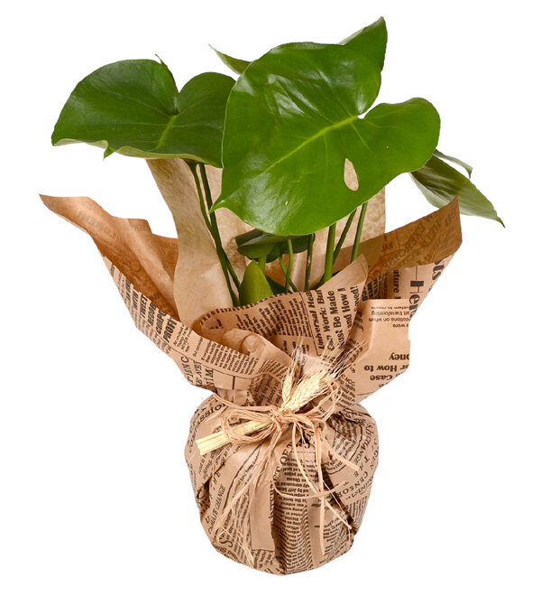 Monstera Deve Taban Bitkisi