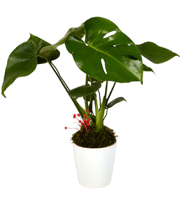Beyaz Saksda Monstera Deve Taban